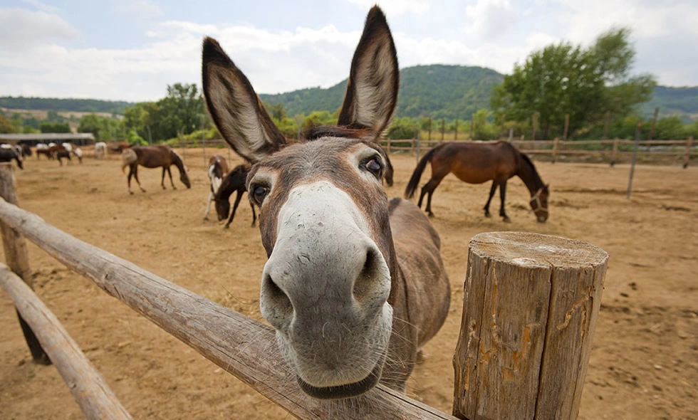 Artículo 30 Imagen 2