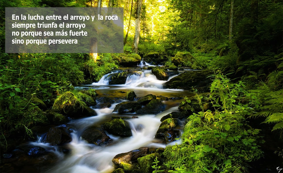 Artículo 45 Imagen 1