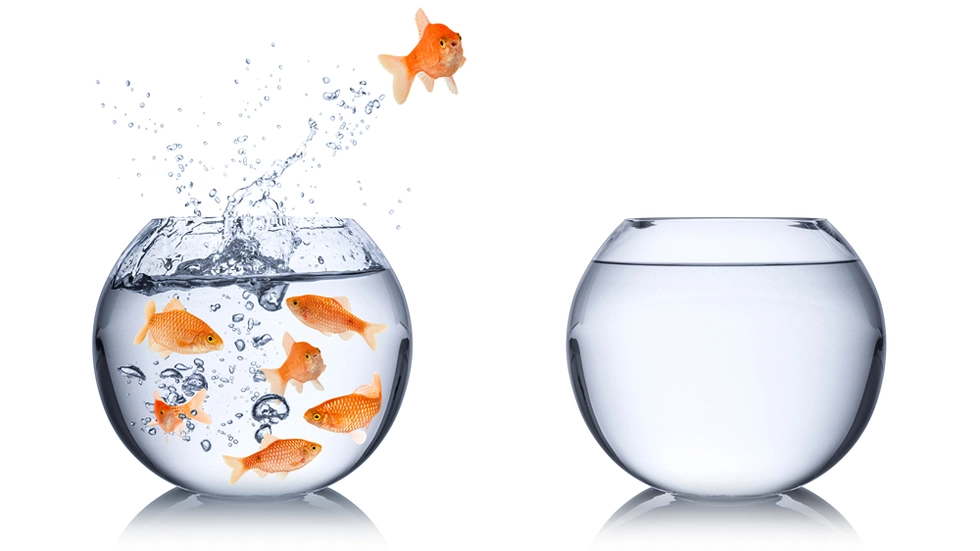 Artículo 46 Imagen 1